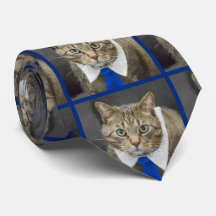 Cute Tabby katt Brown Wear Blue Tie