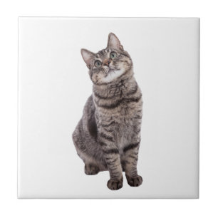 Cute Tabby katt Kakelplatta