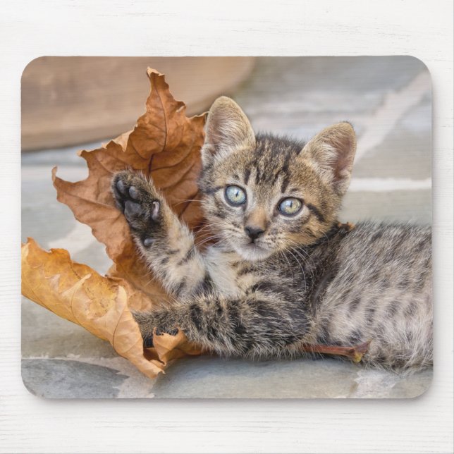 Cute Tabby katt Kitten leker med Löv Musmatta (Framsidan)