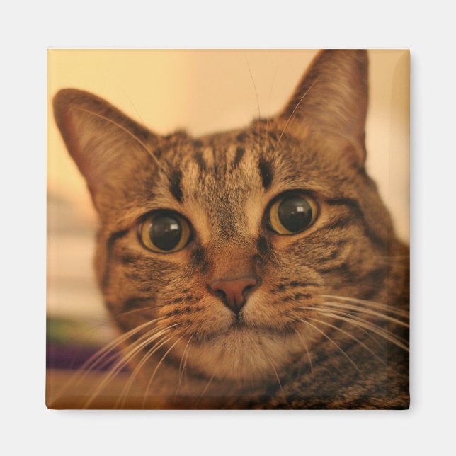 Cute tabby katt kylmagnet magnet (Framsidan)