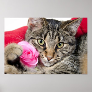 Cute Tabby katt med Ro Poster