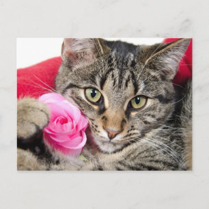 Cute Tabby katt med Ro Vykort