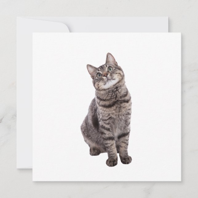 Cute Tabby katt Meddelande (Framsida)