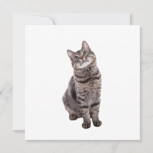 Cute Tabby katt Meddelande