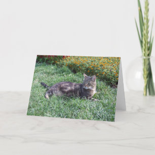 Cute Tabby katt Photo Kort