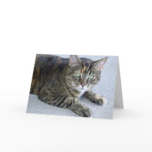 Cute Tabby katt Photo