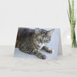 Cute Tabby katt Photo Kort