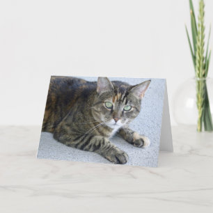 Cute Tabby katt Photo Kort