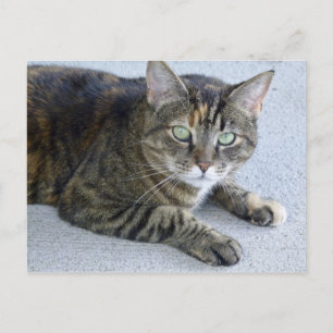 Cute Tabby katt Photo Vykort