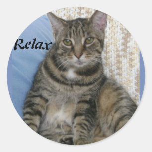 Cute Tabby katt Runt Klistermärke