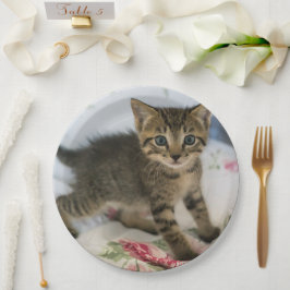 Cute Tabby Kitten Tittar förvånad