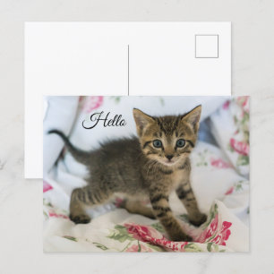 Cute Tabby Kitten Tittar förvånad Hej Vykort