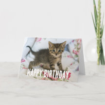 Cute Tabby Kitten Tittar förvånad