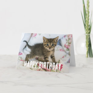 Cute Tabby Kitten Tittar förvånad Kort