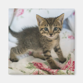 Cute Tabby Kitten Tittar förvånad Magnet