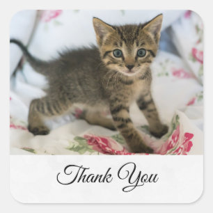 Cute Tabby Kitten Tittar förvånad Tack Fyrkantigt Klistermärke