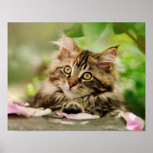 Cute Tabby Maine Coon Cat Kitten Fluffy Head Photo Poster (Framsidan)