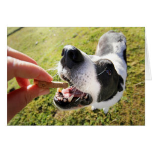 Cute Tack för Pet Sitta Card Hälsningskort