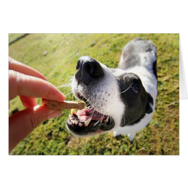 Cute Tack för Pet Sitta Card Hälsningskort (Framsidan Horizontal)