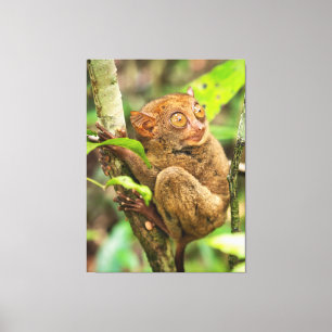 Cute Tarsier Monkey Wildlife Canvastryck
