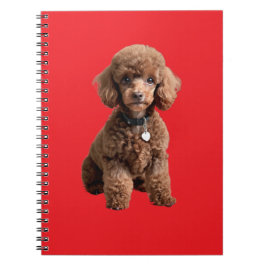  Cute Teacup Poodle Red Folder Anteckningsbok