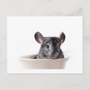 Cute Tekopp Chinchilla Grått Vykort