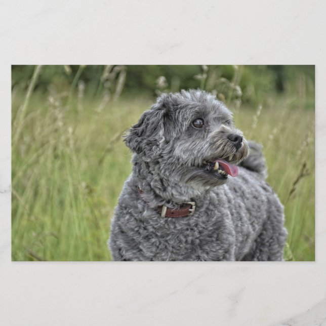 Cute Terrier Hund Brevpapper (Framsida)