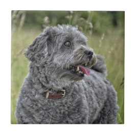 Cute Terrier Hund Kakelplatta