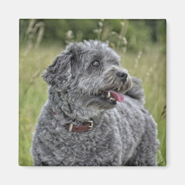Cute Terrier Hund Magnet (Framsidan)