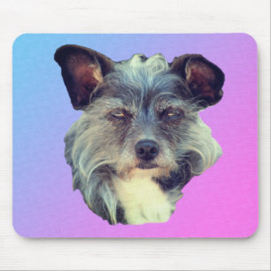 Cute Terrier Hund Musmatta