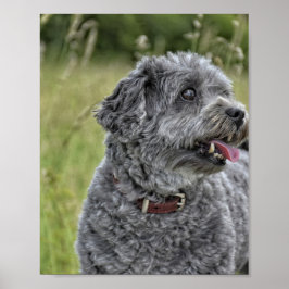 Cute Terrier Hund Poster