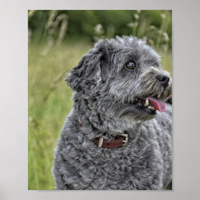 Cute Terrier Hund Poster (Framsidan)