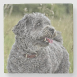 Cute Terrier Hund Stenunderlägg