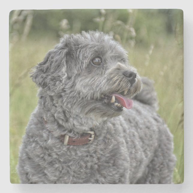 Cute Terrier Hund Stenunderlägg (Framsidan)