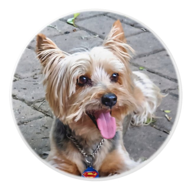 Cute Terrier Knopp (Framsidan)