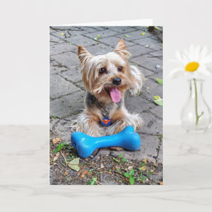 Cute Terrier Kort