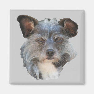 Cute Terrier Mixed Breed Mutt Hund Magnet