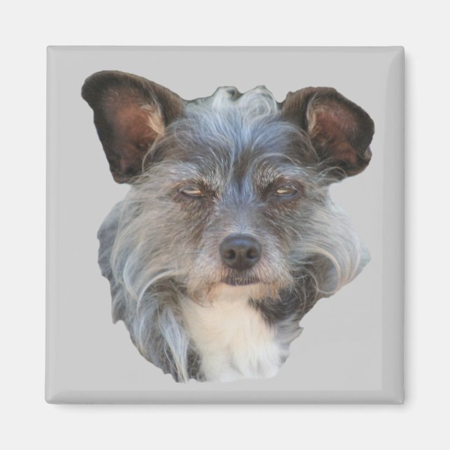 Cute Terrier Mixed Breed Mutt Hund Magnet (Framsidan)