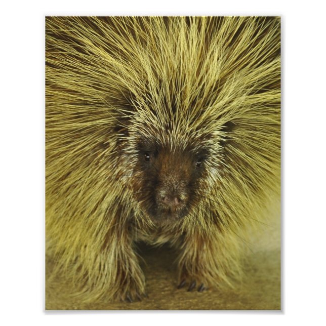 Cute Texas Porcupine Photo Print Fototryck (Framsidan)