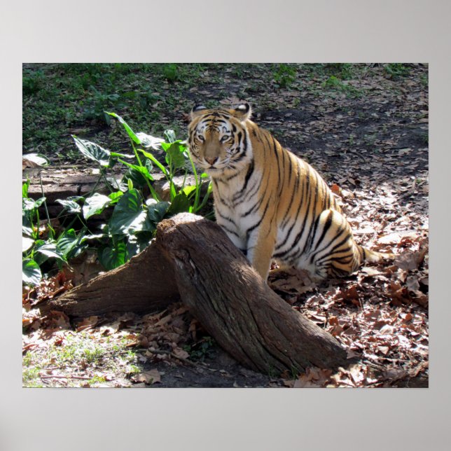 Cute Tiger Poster (Framsidan)