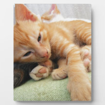 Cute Tiger Rand Kitten