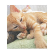 Cute Tiger Rand Kitten