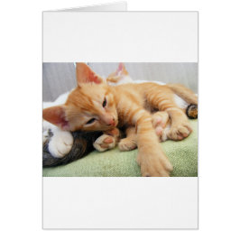 Cute Tiger Rand Kitten Hälsningskort