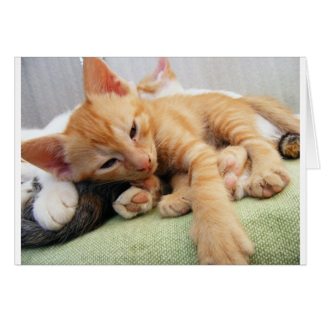 Cute Tiger Rand Kitten Hälsningskort (Framsidan Horizontal)