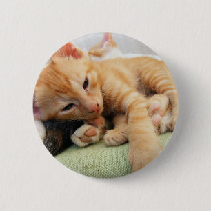 Cute Tiger Rand Kitten Knapp