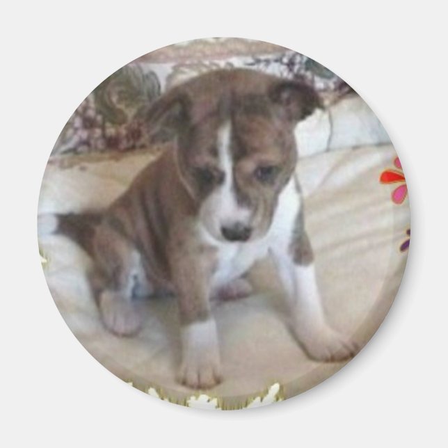 Cute tillräckligt Basenji Valp Magnet (Framsidan)