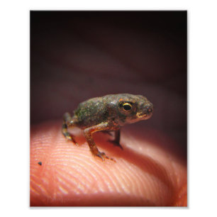 Cute Tiny Baby Toad/Tadpole Fototryck