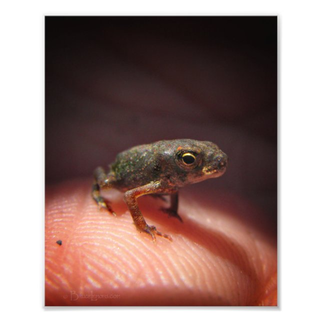 Cute Tiny Baby Toad/Tadpole Fototryck (Framsidan)