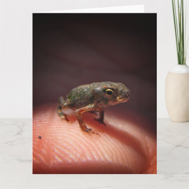 Cute Tiny Baby Toad/Tadpole Kort (Framsida)
