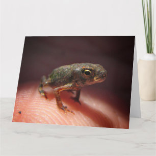 Cute Tiny Baby Toad/Tadpole Kort